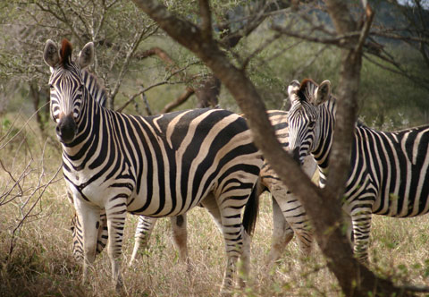 zebras